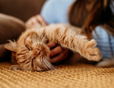 June is Adopt a Cat Month